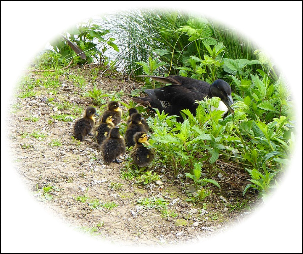 Black Duck and Ducklings ..