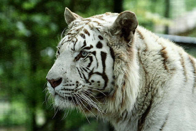 Beautiful white tiger !