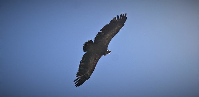 Vautour fauve au dessus de Vallon Clos, Vallonpierre, Ecrins, Alpes Françaises / Tawny vulture soaring above Vallon clos, Ecrins, French Alps