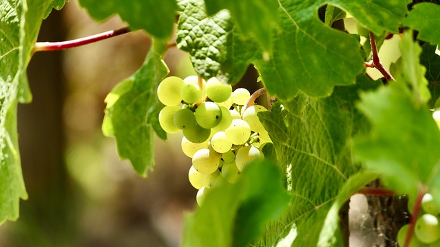 In the vineyard