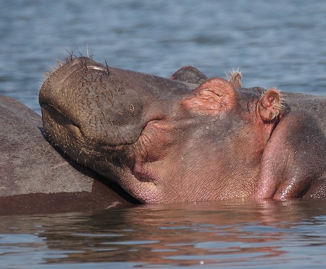 Close-up of the head of a hippopotamus in the water, resting on a friend and apparently smiling in his dreams