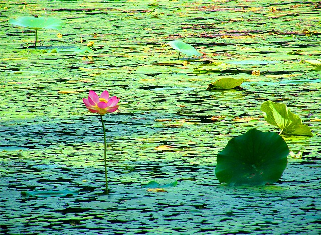 Lonely Pink Lotus Flower