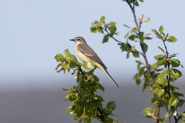 Female Grey-headed Yellow Wagtail at Kautokeino S24A6491