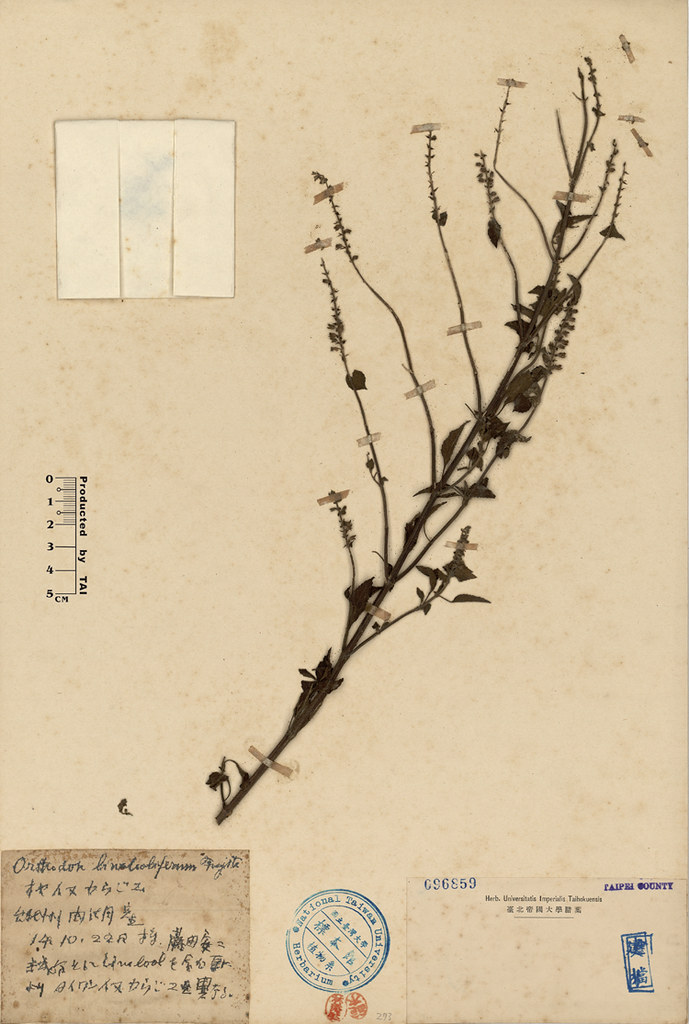 台灣大學植物標本館(TAI)典藏的藤田安二1939年採集的石薺薴標本。圖片來源：台灣植物資訊整合查詢系統