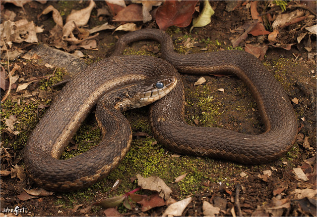 Highland Garter Snake (Thamnophis fulvus)