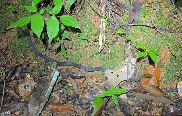 Sapper's Rustyhead Snake (Amastridium sapperi)
