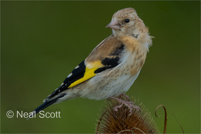 Goldfinch at Farlington