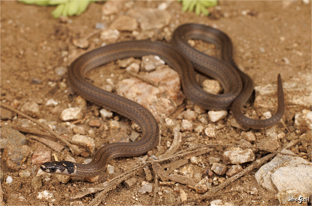Black-necked Centipede Snake (Tantilla armillata)