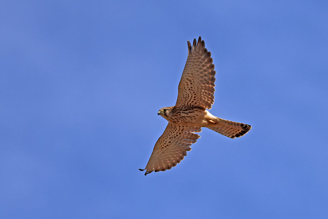 Peneireiro vulgar - Falco tinnunculus - Common kestrel