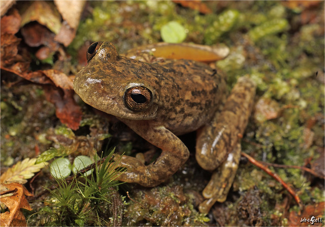 Copan Stream Frog (Ptychohyla hypomykter)