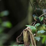 kolibrie 2.JPG