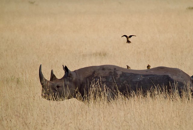 Black rhino in the Serengeti grassland with an Oxpecker hovering above