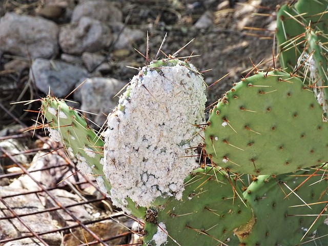 20230902 Prickly Pear Cactus - Dactylopius coccus - Red Dye Spider - Cochineal