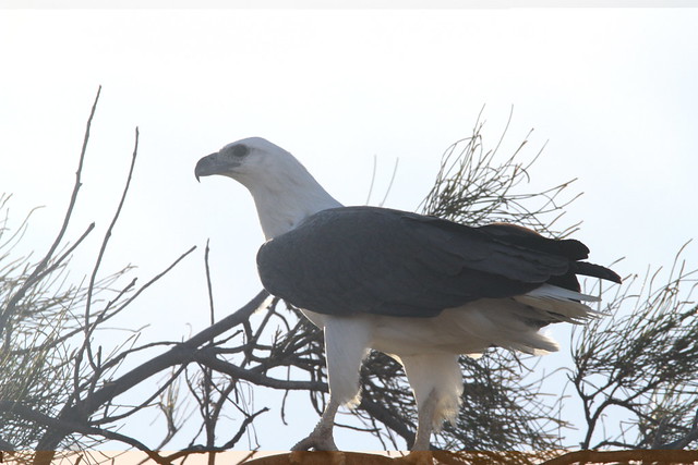 The majestic White-bellied Sea-Eagle
