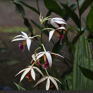 orchidee 1.JPG