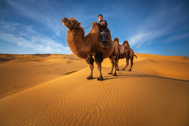 Camels and Desert