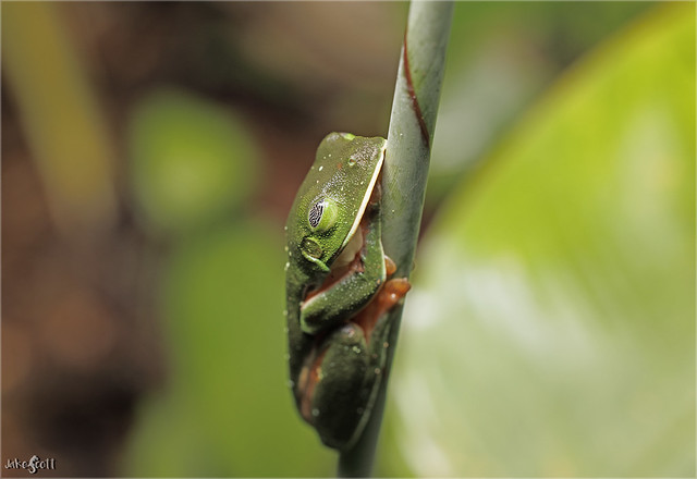 Black-eyed Treefrog (Agalychnis moreletii)