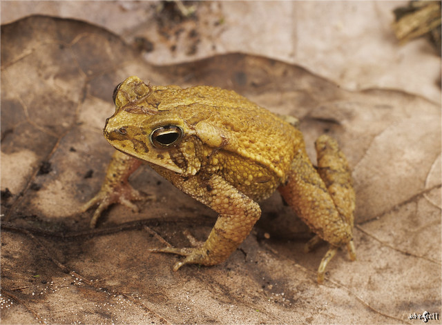 Dwarf Toad (Incilius canaliferus)