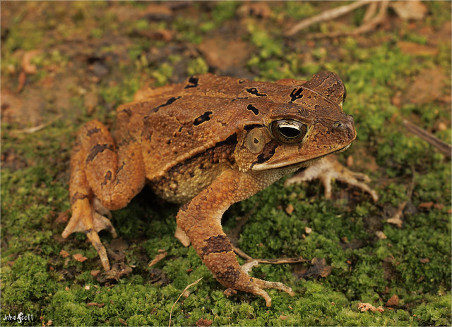 Campbell's Rainforest Toad (Incilius campbelli)
