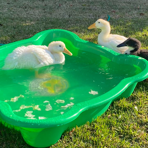ducks have a pool
