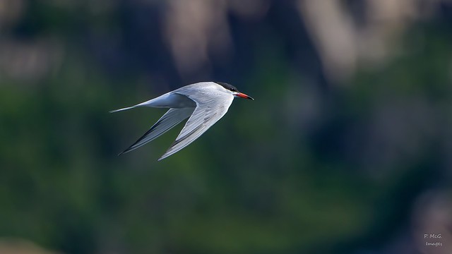 Common Tern  4521