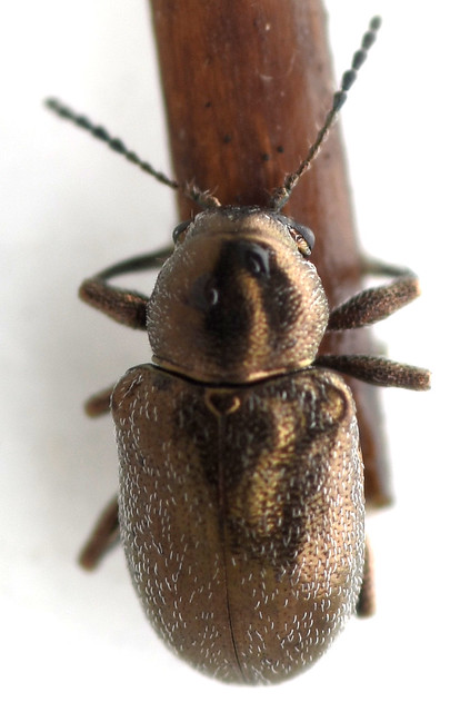 3.9 mm leaf beetle