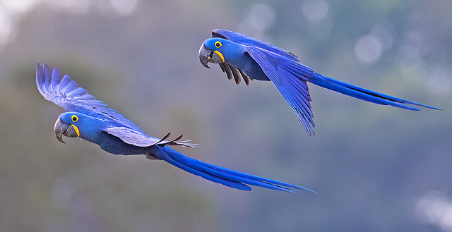 Guacamayo Azul, Guacamayo Jacinto, Hyacinth Macaw