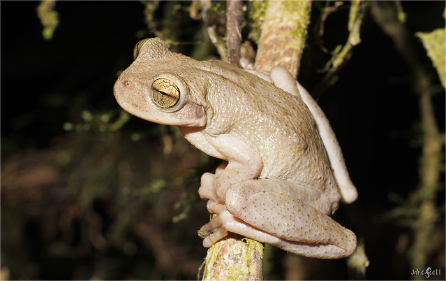 Hartweg's Spikethumb Frog (Plectrohyla hartwegi)