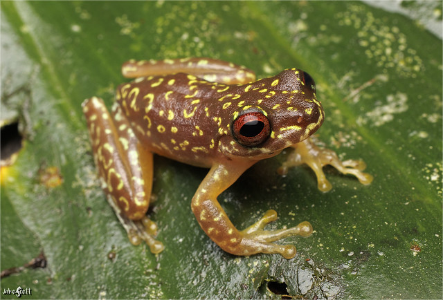 Copan Brook Frog (Duellmanohyla soralia)