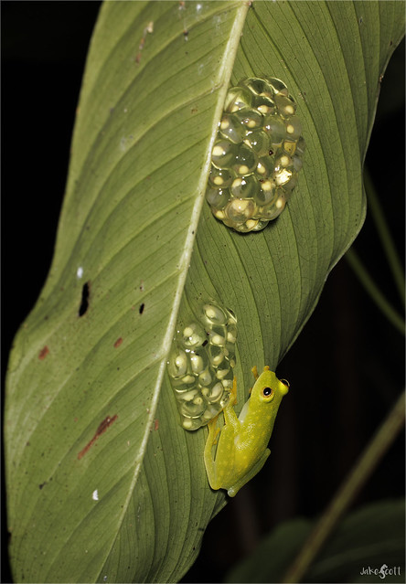 Northern Glassfrog (Hyalinobatrachium viridissimum)