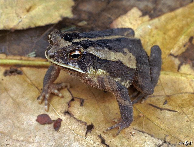 Dwarf Toad (Incilius canaliferus)