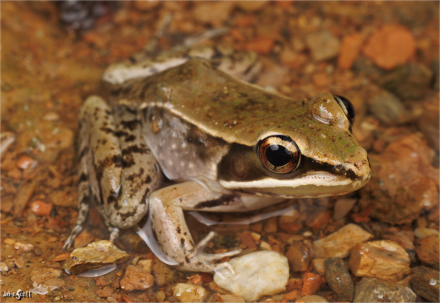 Highland Frog (Lithobates maculatus)