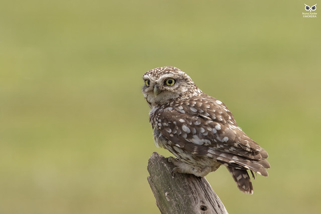 Mocho-galego, Little Owl (Athene noctua)