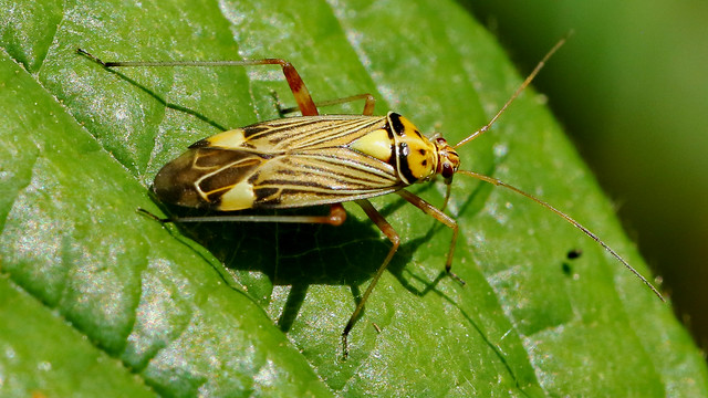 Plant Bug - Rhabdomiris striatellus