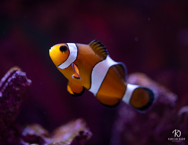 One of my clownfish