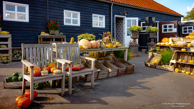 Pumpkins, a traditional autumn decoration - Pompoenfair (Vierpolders/NL)