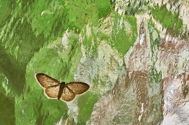 Moth Through Window