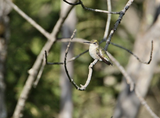 Colibri à gorge rubis ( Archilochus colubris )