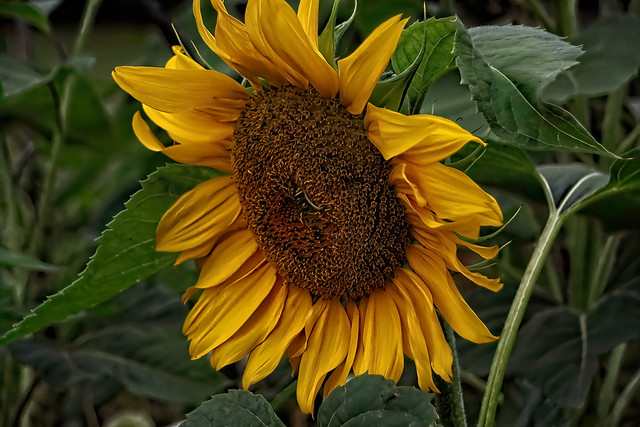 IMG_1035.2023.1a.Sunflower