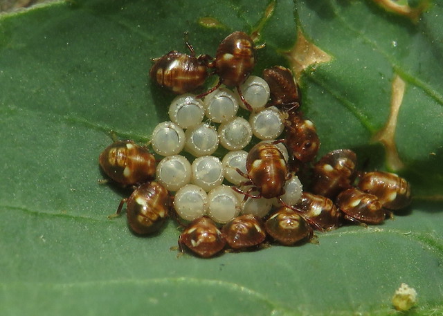 bugs hatched from egg