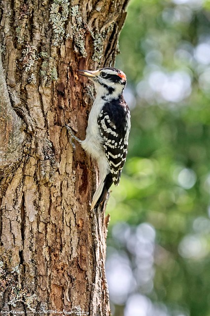 Working Woodpecker