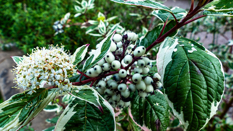White dogwood, flowers and berries
