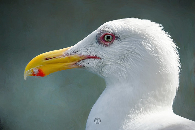 gull portrait . . .