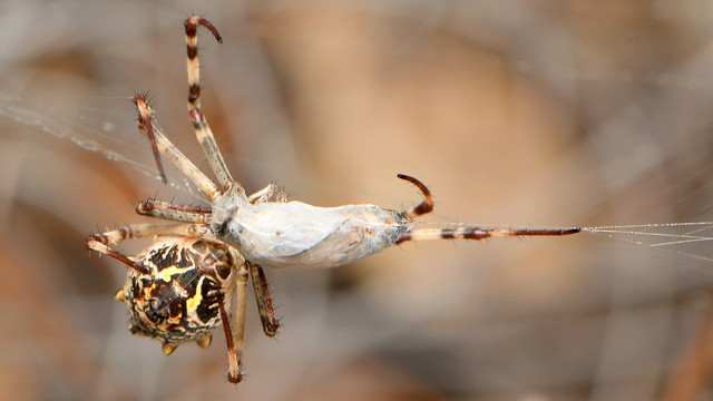 Silver Argiope spider wrapping its prey
