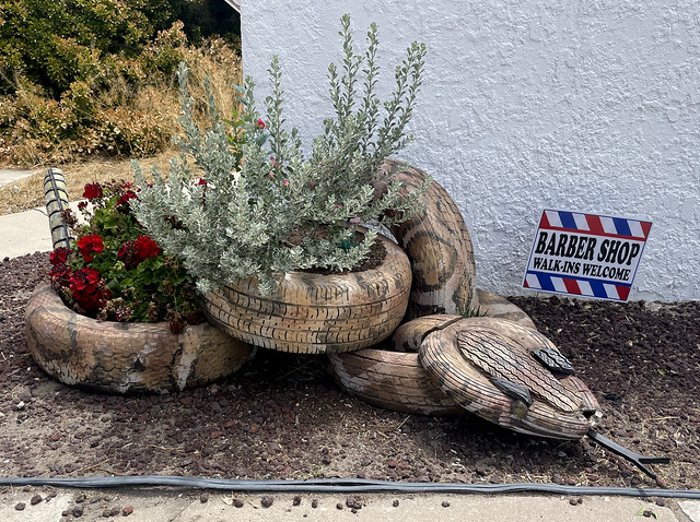 Barber Shop Snake Planter