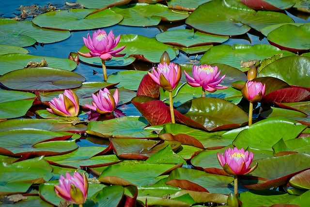 waterlelies - water lilies (P1050738 1)