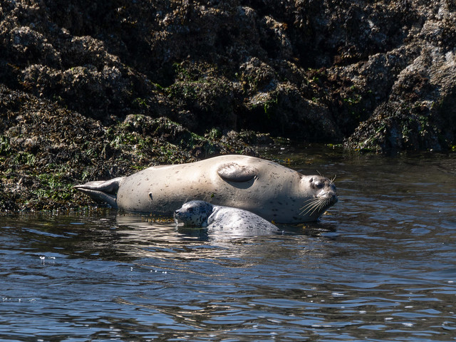Momma & baby harbor seals