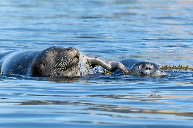 Momma & baby harbor seals
