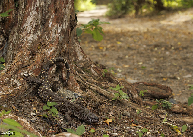 Guatemalan Beaded Lizard (Heloderma charlesbogerti)