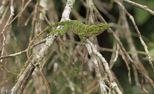 Neotropical Green Anole (Anolis biporcatus)